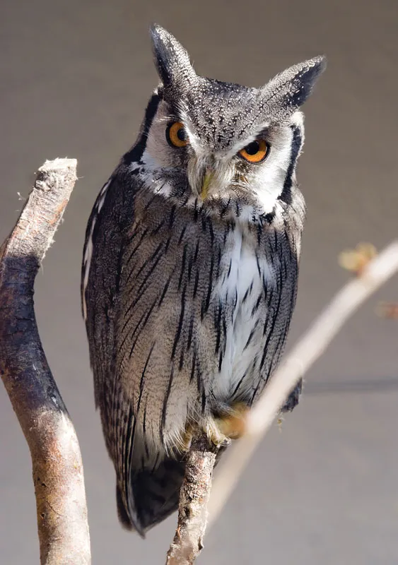 Scops-owl.webp