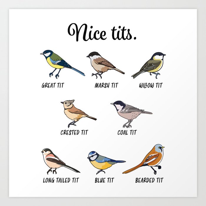 funny-cute-nice-tits-bird-watching-gift-