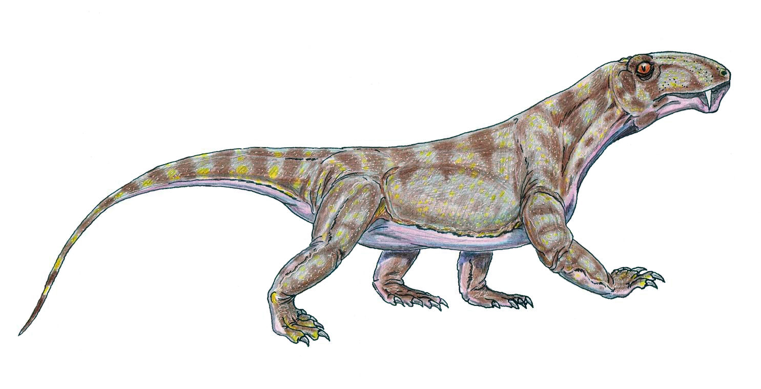 Biarmosuchus