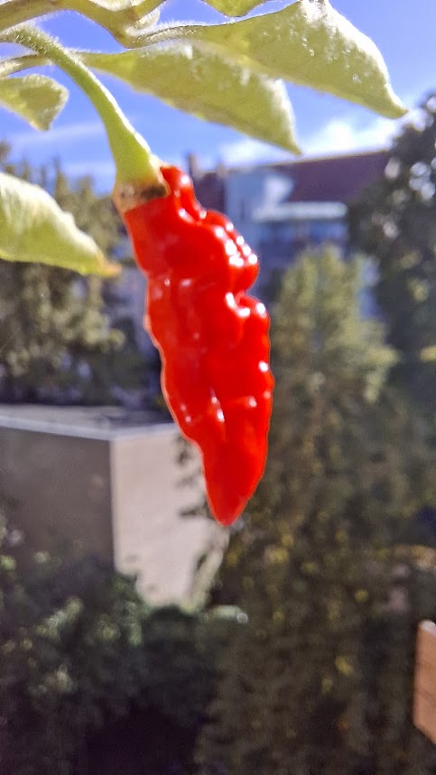 Chili6