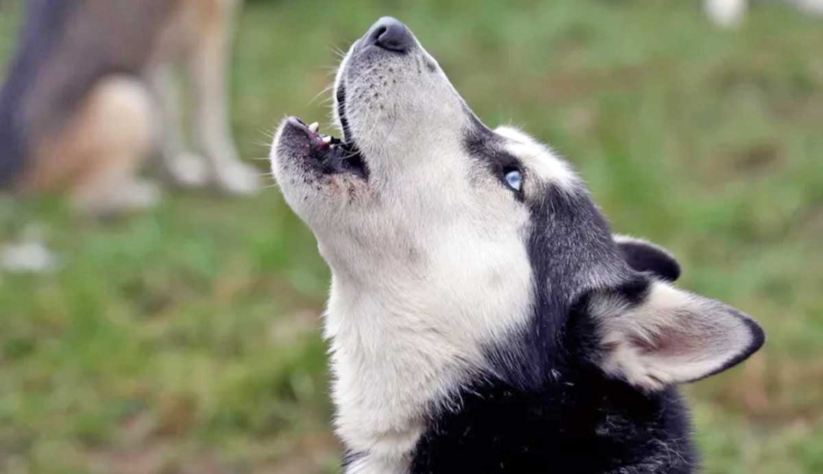 husky-howling