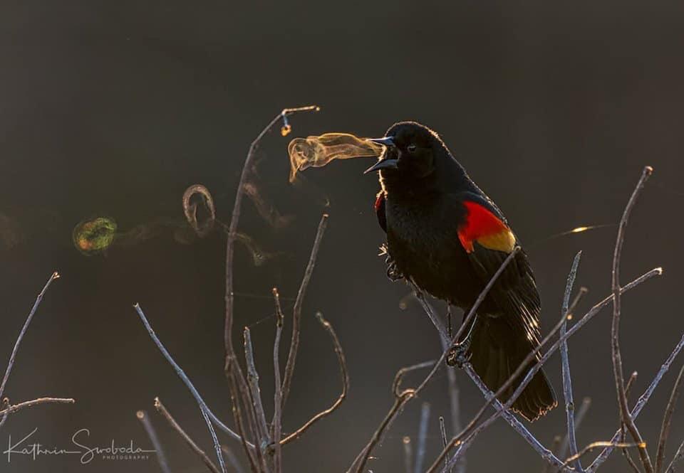 smokebird