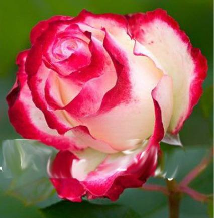 rosa-magna-semillas-rosas-exoticas-raras