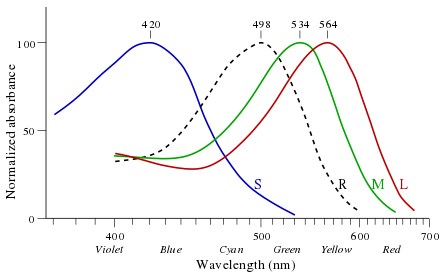 440px-Cone-response-en.svg