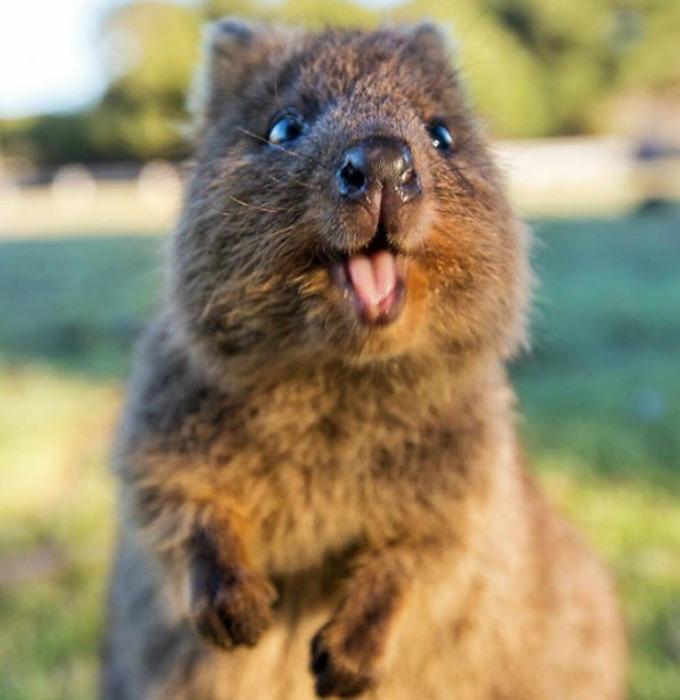 quokka