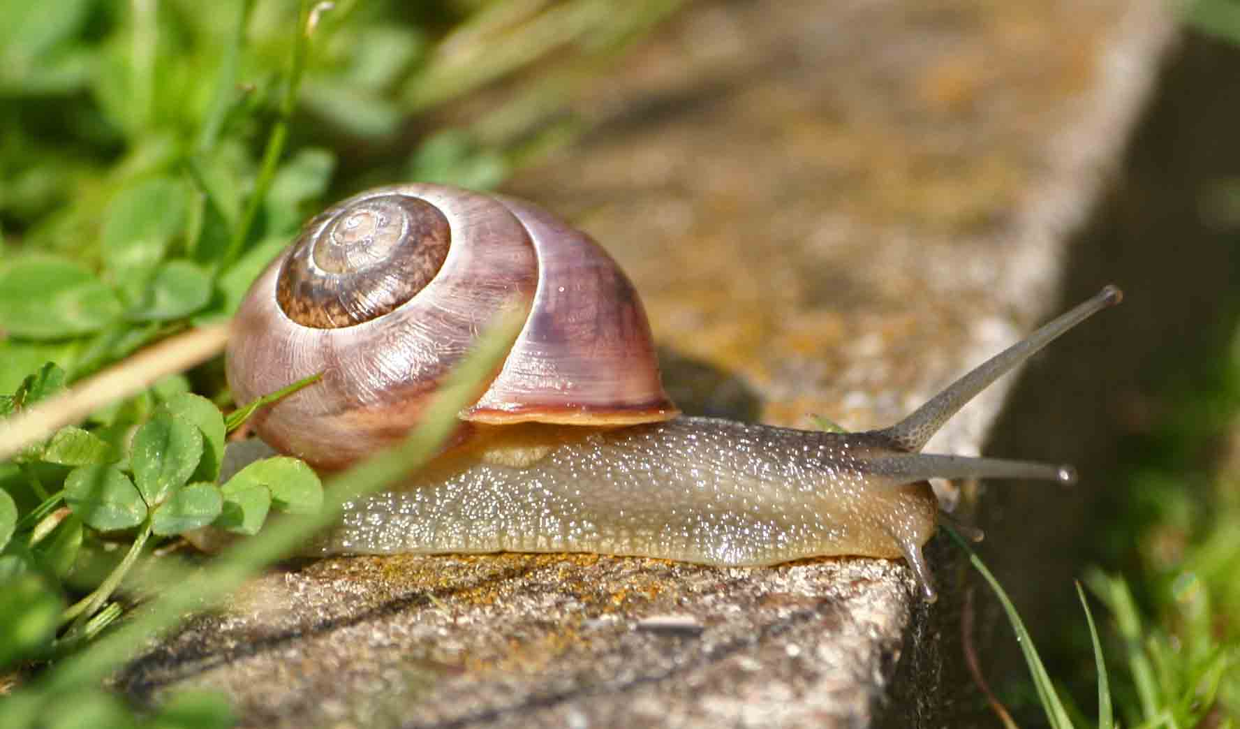 IMG 2298a Schnecke