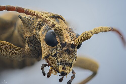 Rhagium sycophanta closeup