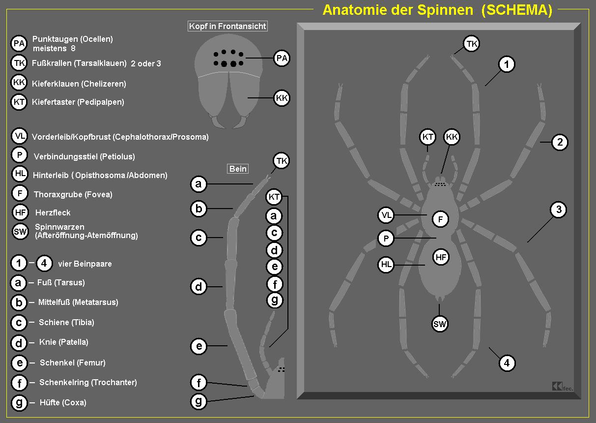 Spinne SCHEMA corr1