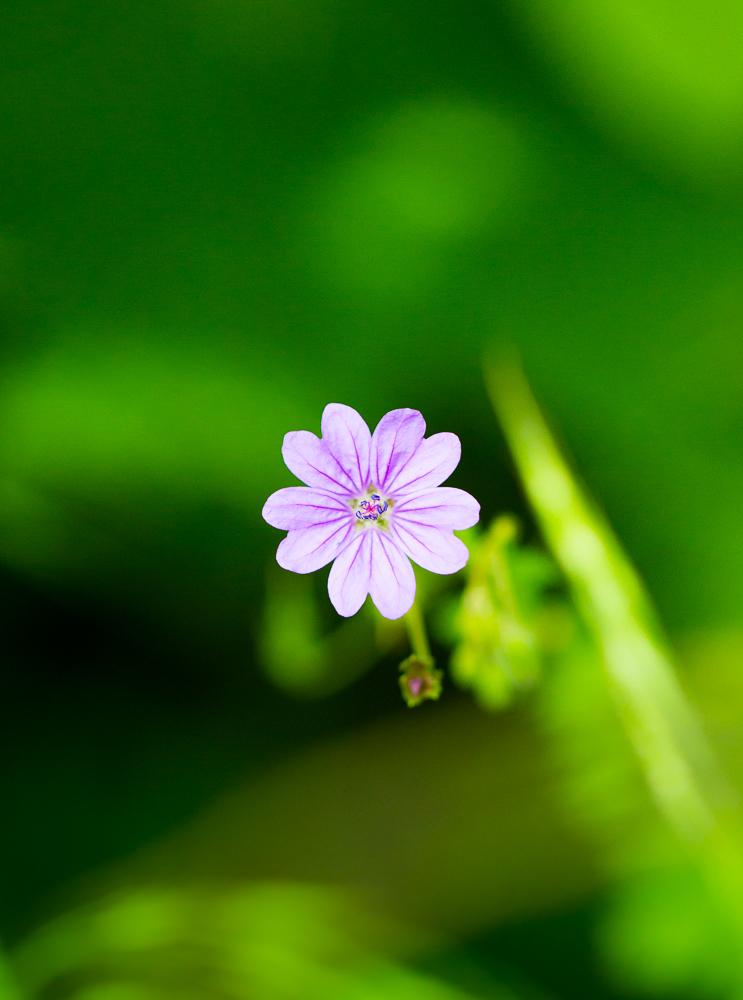 Kleiner Storchschnabel Geranium pusillum