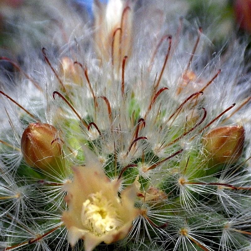  KK 9827 Mammillaria bocasana