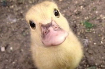 tumblr-really-loves-this-duckling-1-2861