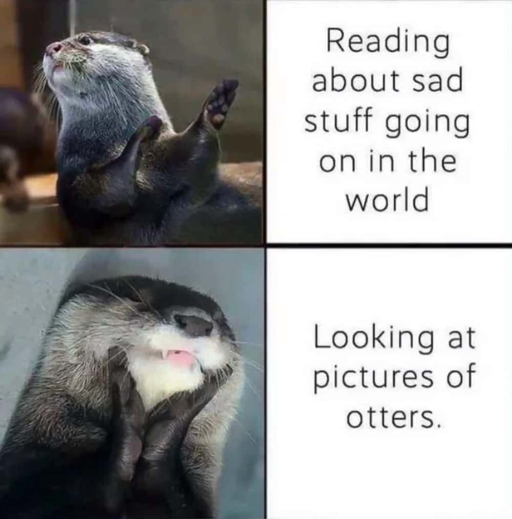 otter meme - Copy