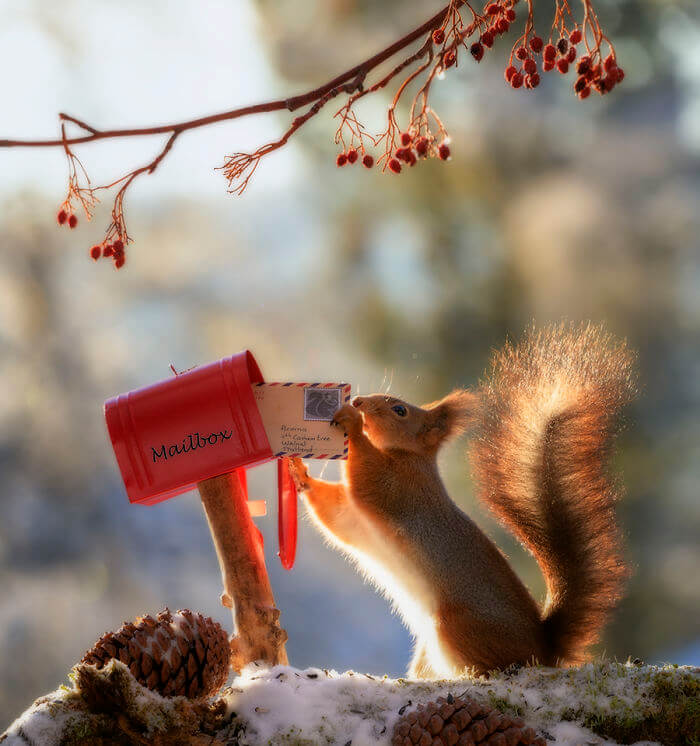 Photographer Captured Squirrels Every Da