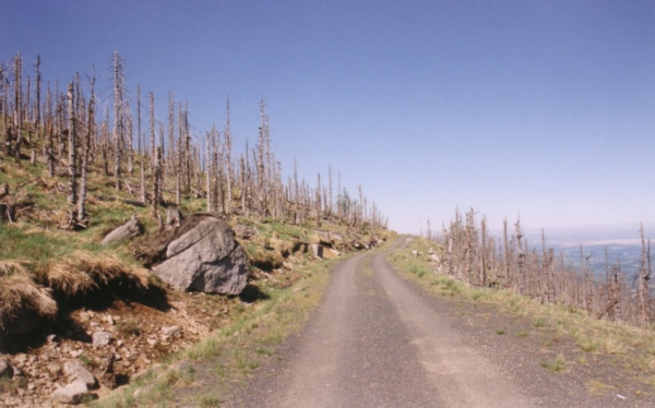 Waldschaeden Erzgebirge 2