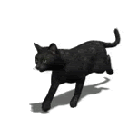 gato-negro-corriendo-73762 3