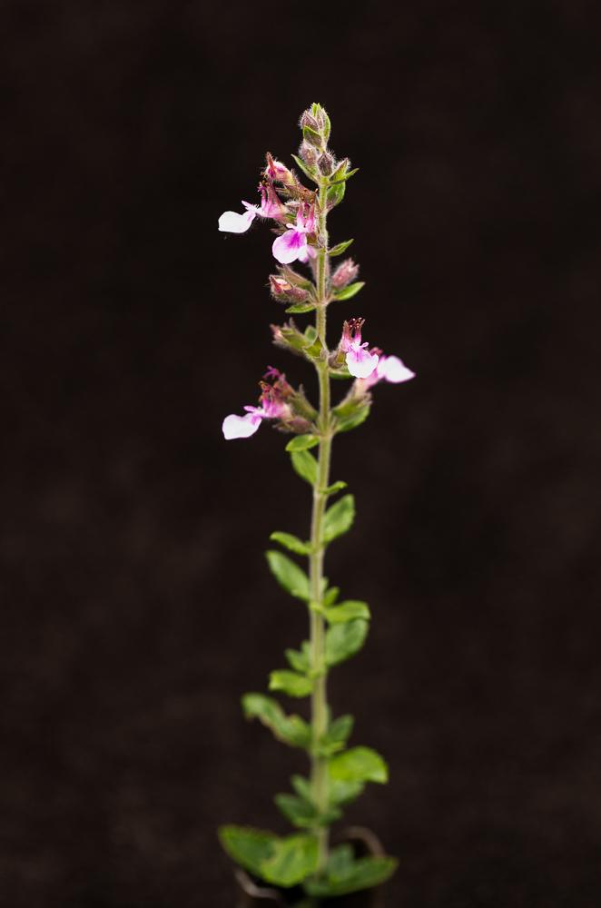 Echter Gamander Teucrium chamaedrys-2