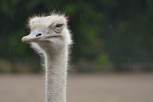 ostrich-g5863e42c6 640