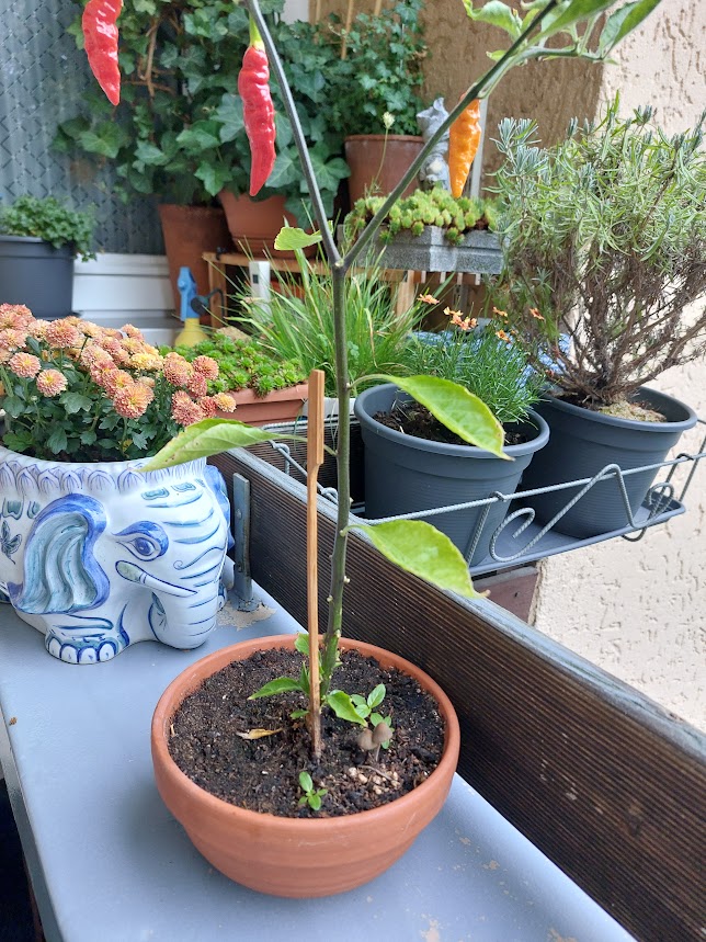 Chili7