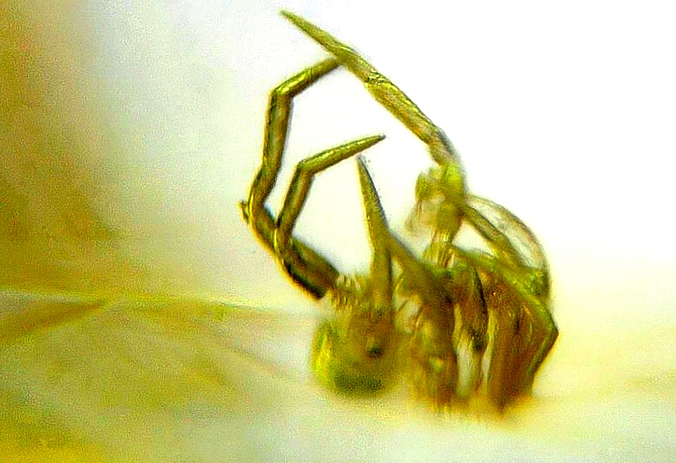 a1