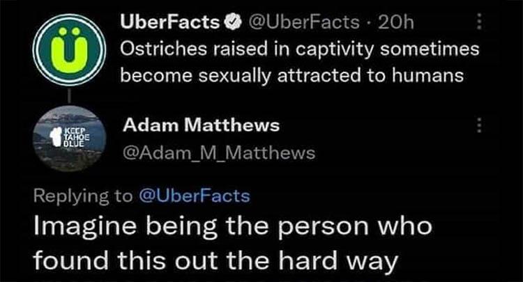 ostriches