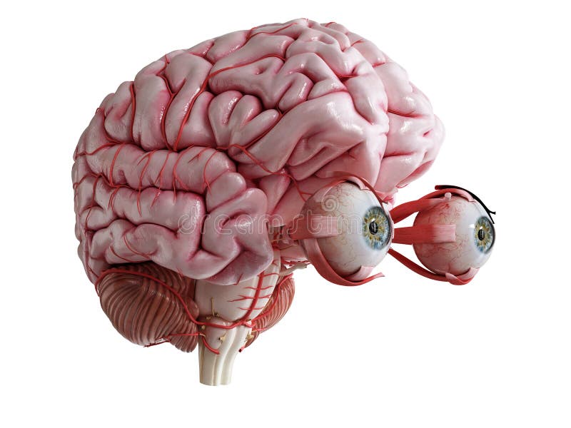 ein-menschliches-gehirn-augen-und-arteri