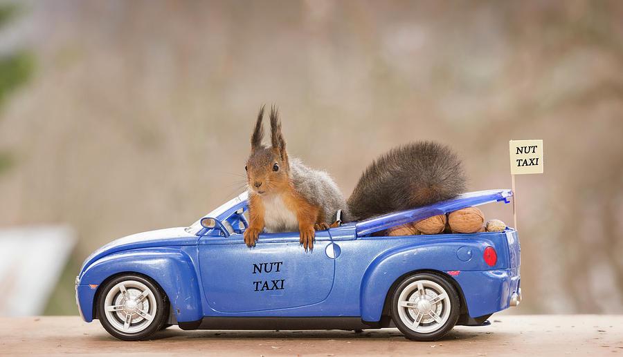 squirrel-in-car-with-nuts-geert-weggen