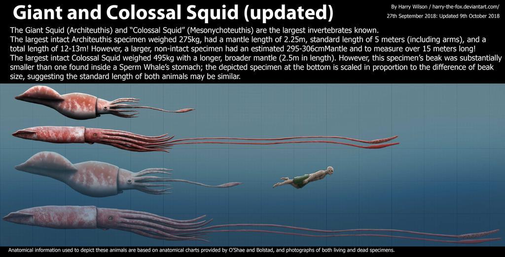 giant squid and colossal squid size by h
