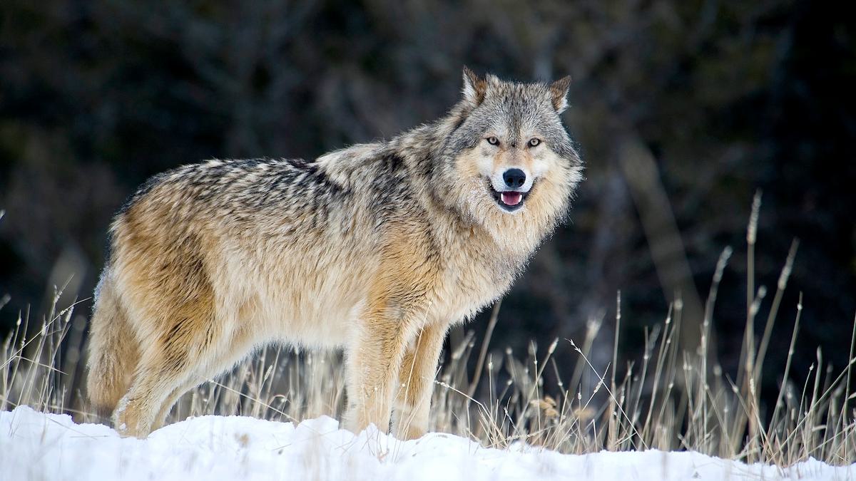 Montana-Gray-Wolf Getty-HEADER