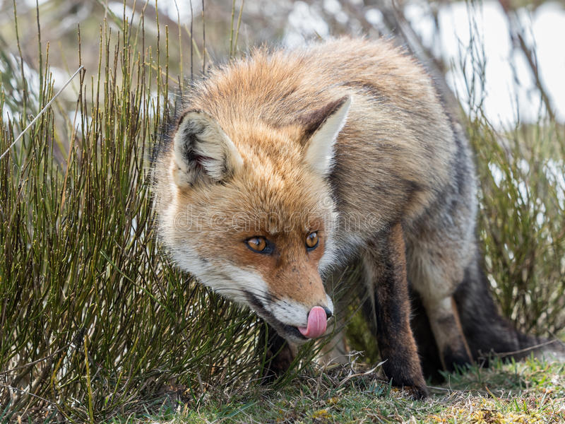 roter-fuchs-vulpes-vulpes-seine-nase-lec