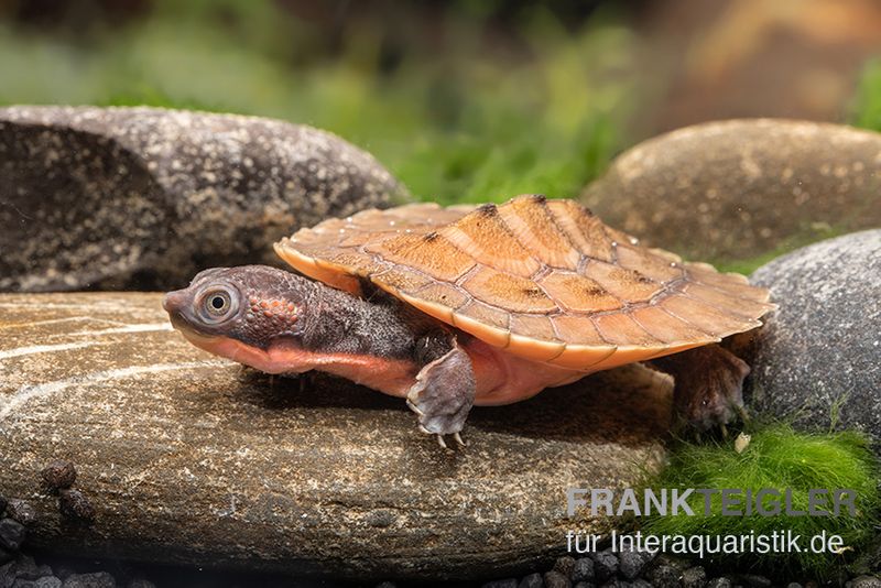 Neuguinea-Schnappschildkroete-Emydura-no