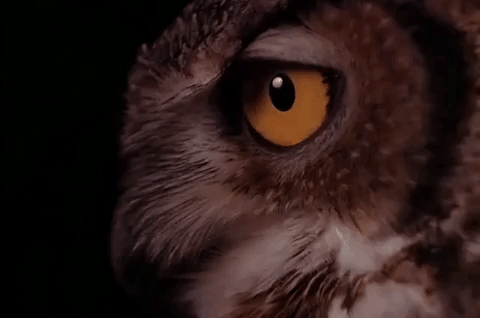 owls ... are not what they