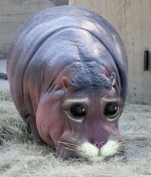 catopotamus