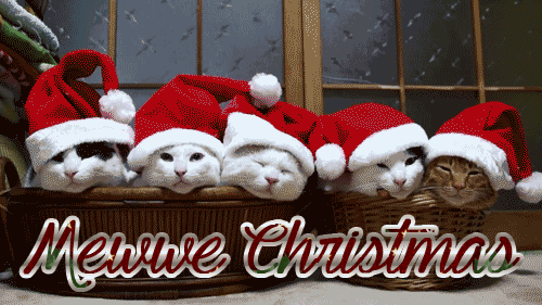 mewy-christmas-santa-cats-animated-gif