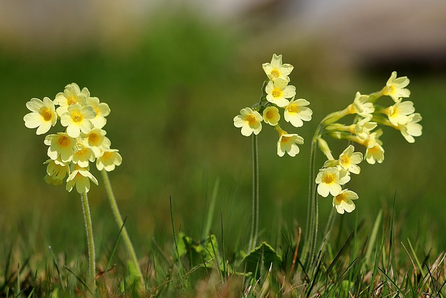 wfranz-cowslip-4989243 640