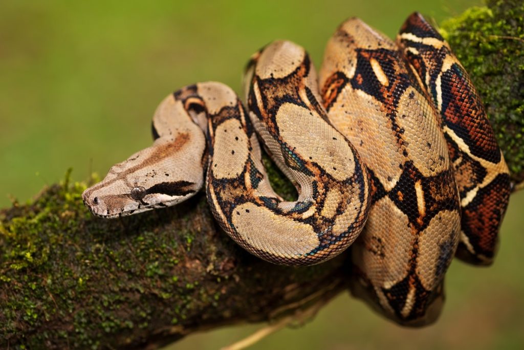 ejemplar-de-Boa-constrictor-foto-min-102