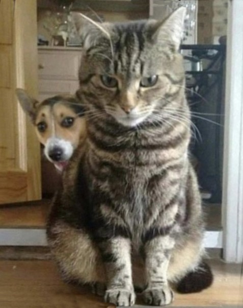 cat-10