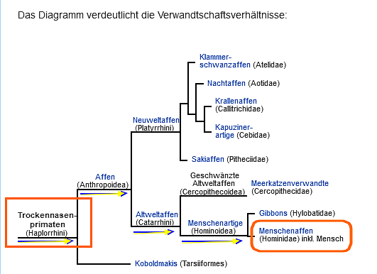 ku jzw