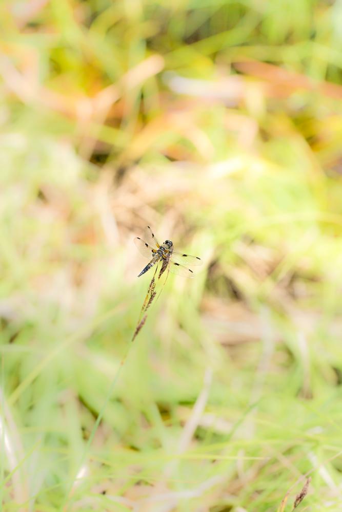  Vierfleck Libellula quadrimaculata