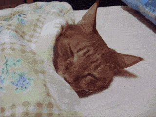 monday cat