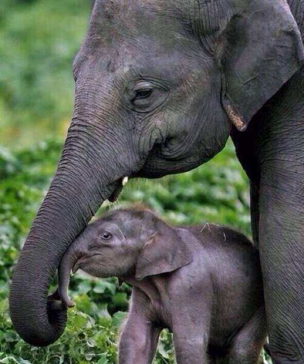 Baby Elephant