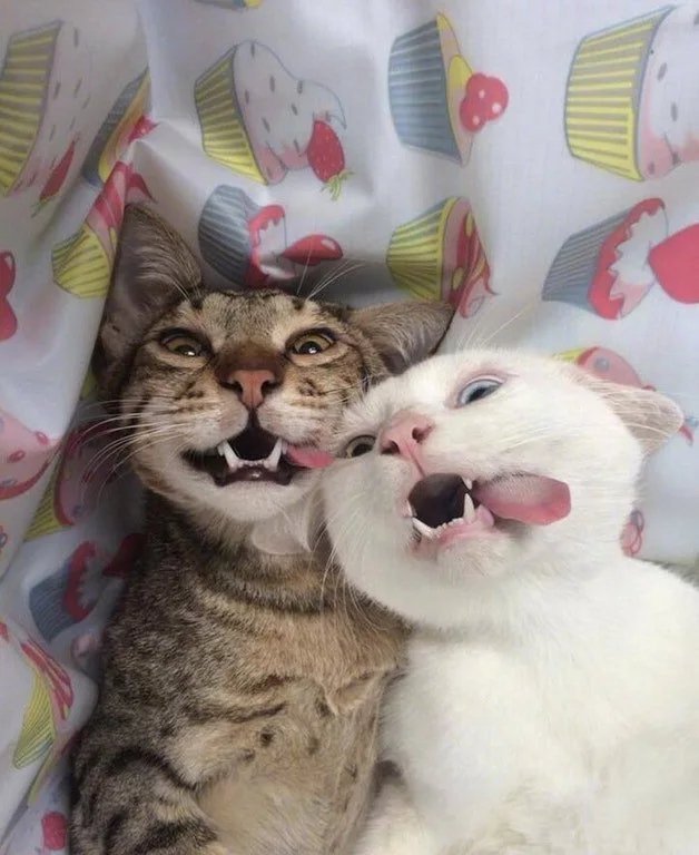 Double-derps