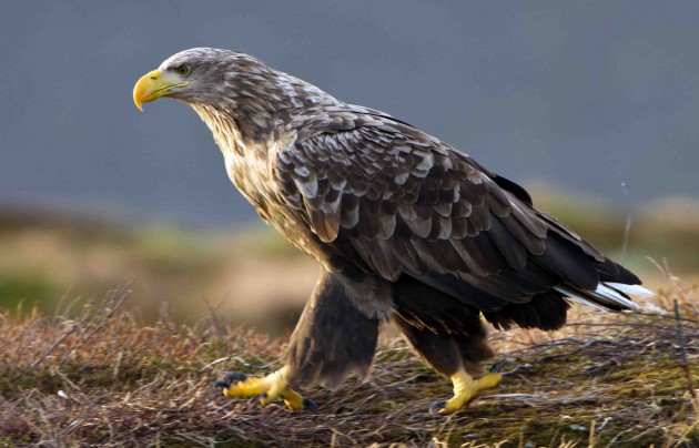 8 Seeadler zu Fuss copyright nautilusfil