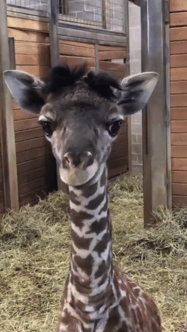 giraffe zunge
