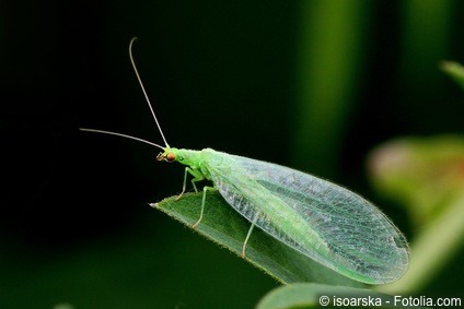 florfliege-chrysopidae