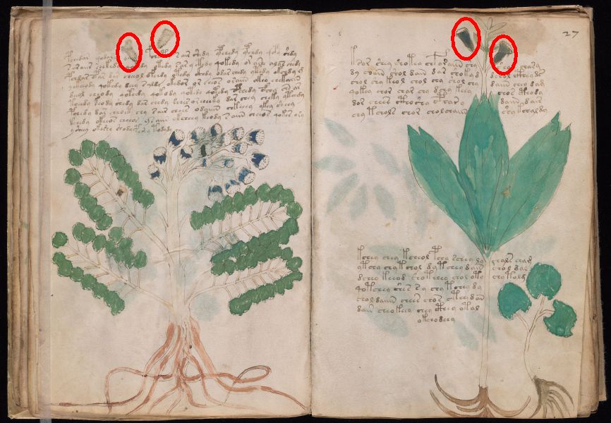 Voynich26v27r