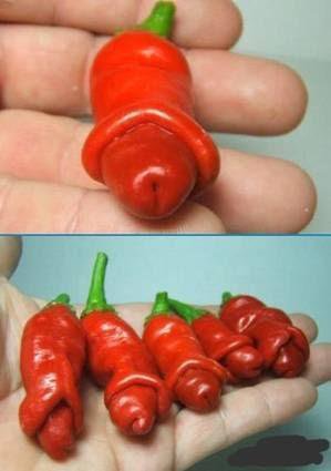 penis paprika