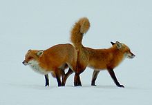 220px-Red foxes mating 2