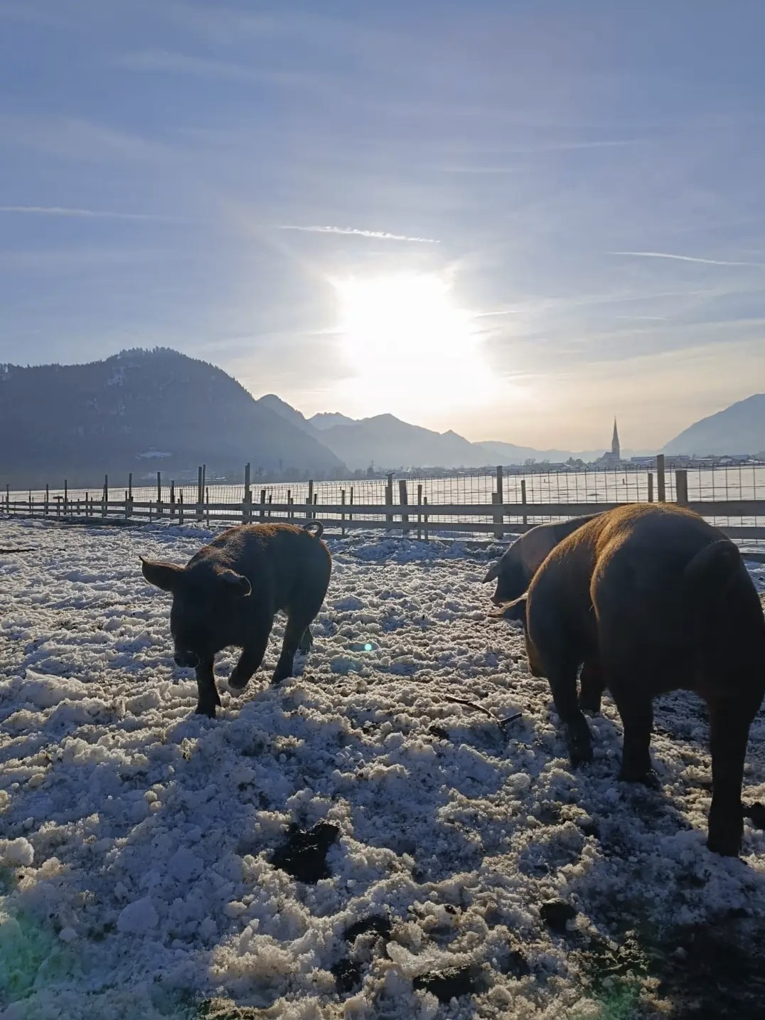 Screenshot 20260118 115110 Chrome