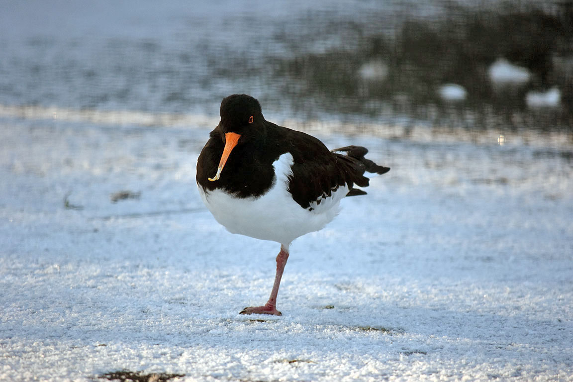 2c130fc1-625e-489c-b9bf-71c53ef5a098