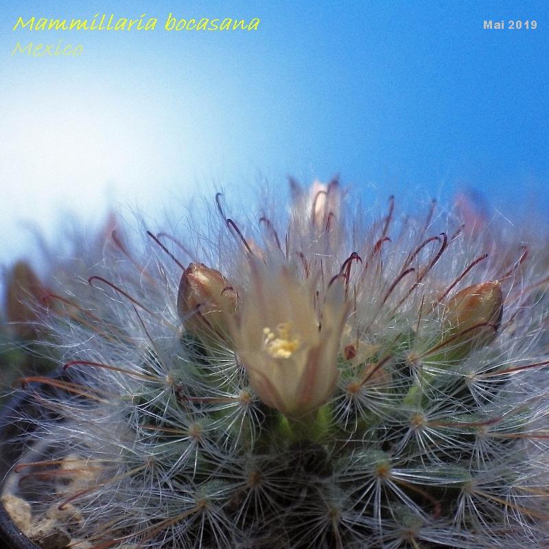  KK 9826 Mammillaria bocasana